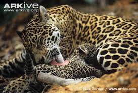 Jaguar Panthera Onca Classification Wild Cat Family