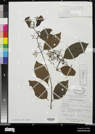 Image result for Hippocratea goetzei