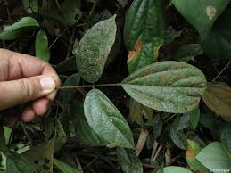 Image result for Agelaea