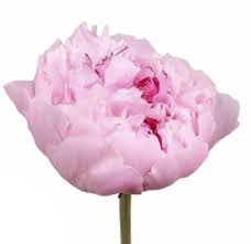 They are one of the rarest bouquet flowers and flower lovers always want peony bouquets. Peony Peonies Pink Peonies Wholesale Flowers La