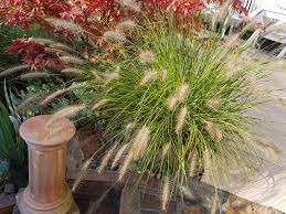 Check spelling or type a new query. What Is Little Bunny Grass Growing Little Bunny Dwarf Fountain Grass