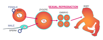 Modes Of Reproduction Asexual And Sexual Reproduction Byjus