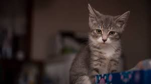 After the female cat becomes pregnant, her body slowly changes over the next 63 days as the fetuses grow. Is My Cat Pregnant How To Find Out And When To Expect Kittens