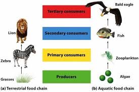 Terrestrial And Aquatic Food Chain A Simple Food Chain That Links Producers And Consumers In A Linear Fashion Illus Food Chain Simple Food Chain Trophic Level