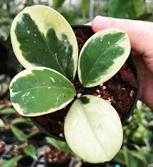 Image result for Catunaregam obovata