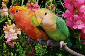28 gambar burung lovebird tercantik bikin baper koleksi. 1609692 625725504167020 424877728 N Colorful Parrots Parrot Bird Wallpaper
