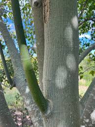 Image result for Hildegardia