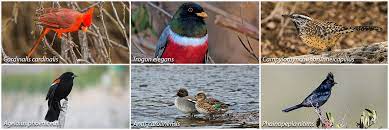 Birds Of Arizona Arizona State Parks