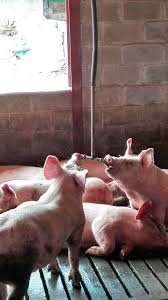 Water The Forgotten Nutrient For Pigs