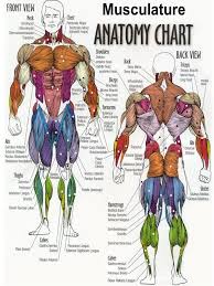 Related posts of back muscles chart muscle anatomy interactive. Gewicht Rear Arm Muscles Weight Lifting Chart Bodybuilding Gym Exercise Poster Krafttraining Gewichte