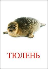 животные жарких стран занятие для детей 2 3 лет Tyulen Kartinka Dlya Detej Zhivotnye Detenysh Tyulenya Lesnye Zhivotnye