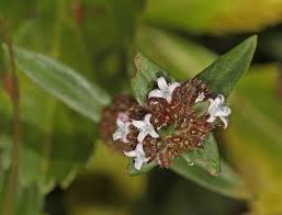 Image result for Spermacoce kirkii