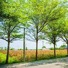 Image result for Terminalia neotaliala