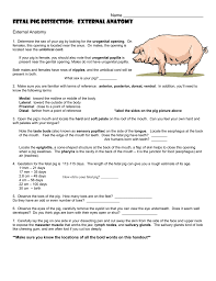 External Anatomy Of Pig Anatomy Drawing Diagram Reference content found on the internet. external anatomy of pig anatomy