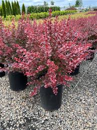 Image result for Berberis thunbergii