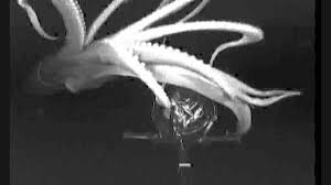How giant is the giant squid, really? Giant Squid Video Resulted From Biologist S Invented Lure Los Angeles Times