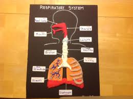Respiratory System Project Respiratory System Projects Respiratory System Human Body Systems Projects