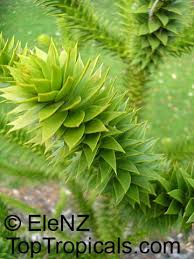 Anderson's oregon monkey puzzle tree farm. Araucaria Araucana Araucaria Imbricata Monkey Puzzle Tree Chilean Pine Toptropicals Com