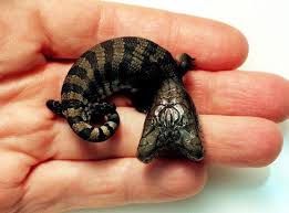 Two Headed Animals And Other Bizarre Creatures Rare Animals Animals Amazing Weird Animals