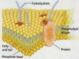 Biology Notes for A level: #24 Cell membranes - Fluid Mosaic Model ...
