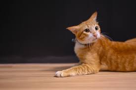 Hackers pon terfikir apakah punca kemungkinan ini lebih besar bagi anak kucing dan kucing yang di biarkan merayau di luar rumah. Head Pressing Pada Kucing Normal Atau Bahaya