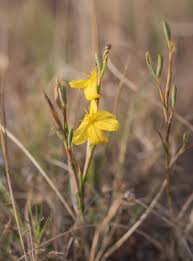 Image result for Moraea natalensis