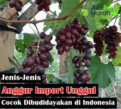 Check spelling or type a new query. 16 Jenis Anggur Import Paling Genjah Jualbenihmurah Com
