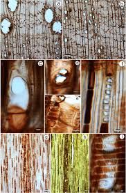 Image result for Vitellariopsis