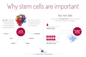 Stem Cells How Donation Could Prove To Be The Gift Of Life News European Parliament Stem Cells Stem Cell Research Cell