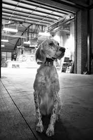 Black And White English Setter Dog Pin On I Love Setters Irish English Gordon Red And White