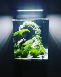 Awesome Underwater Life In Nano Planted Aquarium 30 Liter Aquarium Awesome Life Liter Nano Planted Underwater In 2020 Planted Aquarium Aquarium Nano Aquarium