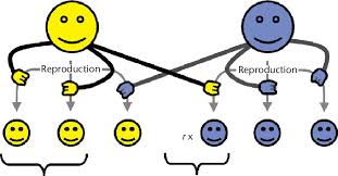 Inclusive Fitness Is The Sum Of Direct Fitness And Indirect Fitness Download Scientific Diagram