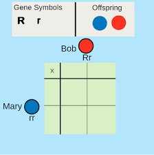 What is a punnett square and why is it useful in genetics. Punnett Squares Ck 12 Foundation