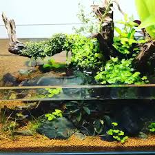 Hydrocotyle Is So Awesome In This Equally Awesome Tank Video Live Aquarium Plants Indoor Water Garden Biotope Aquarium