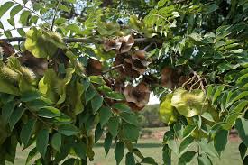 Image result for Pterocarpus