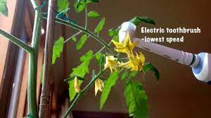 Tomatoes pollinated by bees have more vitamin c, and they end up heavier than others. Pollinate Greenhouse Tomatoes Youtube
