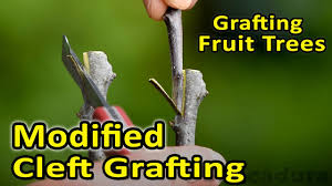 Check spelling or type a new query. Grafting Fruit Trees Modified Cleft Graft Best Option For Different Diameter Scion And Rootstock Youtube