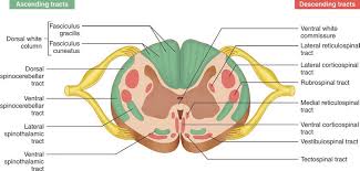 Of these, the glenohumeral joint is the most. Https Link Springer Com Content Pdf 10 1007 2f978 3 319 97952 6 Pdf