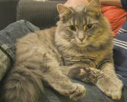 You can also add more space to your cat's territory by creating window access with a. We Provide Peace Of Mind During This Final Stage Of Your Pet S Journey Cremate A Mate