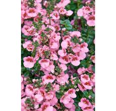 Image result for ostruhatka