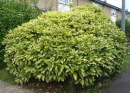 That's what i did when i was taking care of my friend's japanese maple. Expert Advice On Growing Spotted Laurel Aucuba In The Uk