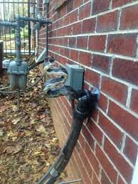 While Completing An Insulation And Exclusion Job On Friday One Of Our Repair Technicians Noticed This Rat Snake Headed Up Th Gutters Seamless Gutters Downspout