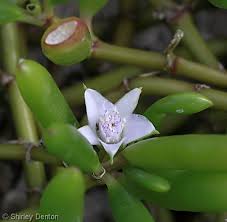 Image result for Sesuvium portulacastrum