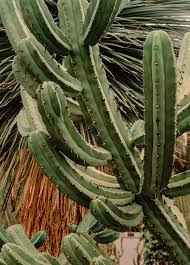Image result for Myrtillocactus