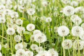 List of flower names with pictures of flowers and example sentences. Name That Weed Common Weeds That Could Be Growing In Your Lawn Bluegrass Lawncare