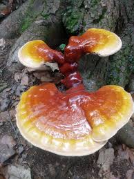 Image result for Ganoderma tsugae