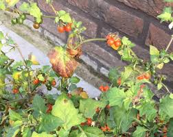 Image result for Solanum villosum
