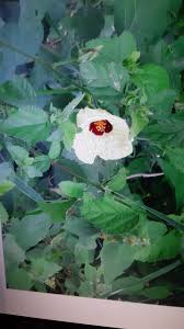 Image result for Hibiscus vitifolius