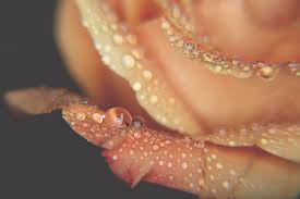 Fresh as the Morning Air Tote Bag by Laurie Search