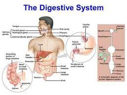 The Digestive System 4 Steps For Processing Nutrients From Food 1 Ingestion 2 Digestion 3 Absorptio Human Digestive System Digestive System Human Body Systems